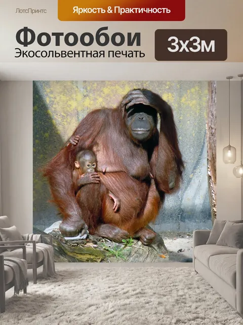 Фотообои Оранг ютен, обезьяны, семья обезьян
