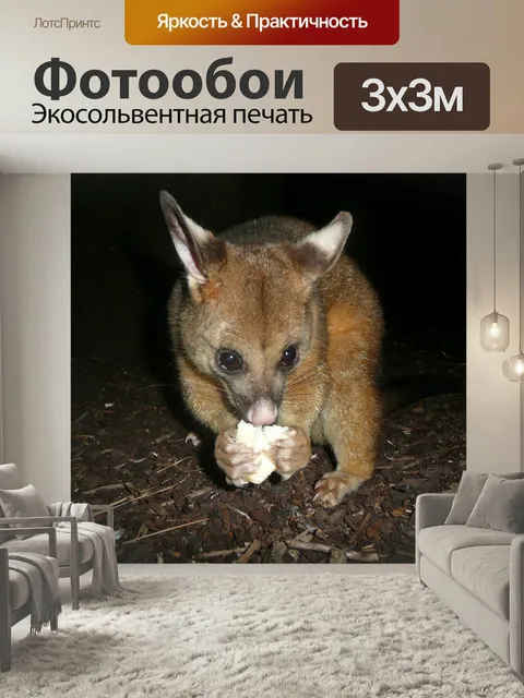 Фотообои Опоссум, грызун, парк