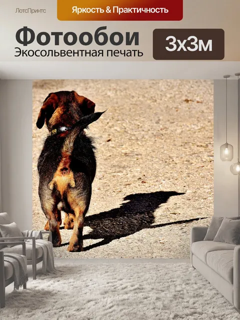 Фотообои Жесткошерстная такса, собака, животное