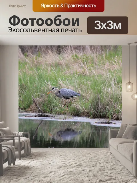 Фотообои Большая голубая цапля, птица, отражение