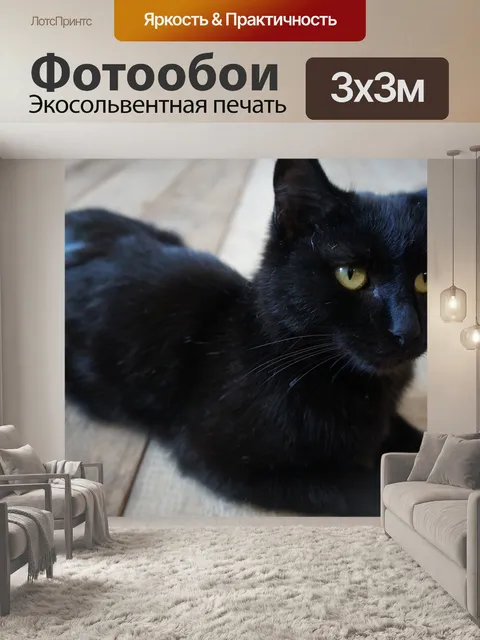 Фотообои Кошка черная, коты, кошки