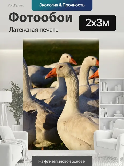 200 × 300 см · Латексная печать