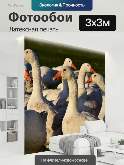 300 × 300 см · Латексная печать
