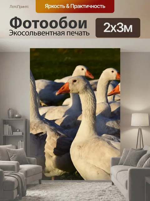 200 × 300 см · Экосольвентная печать