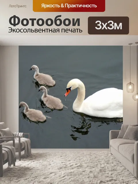 Фотообои Schwaenenfamilie, лебеди, лебедь младенцев