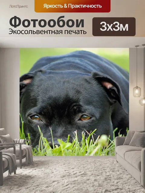 Фотообои Животное, собака, стаффордшир-бультерьер