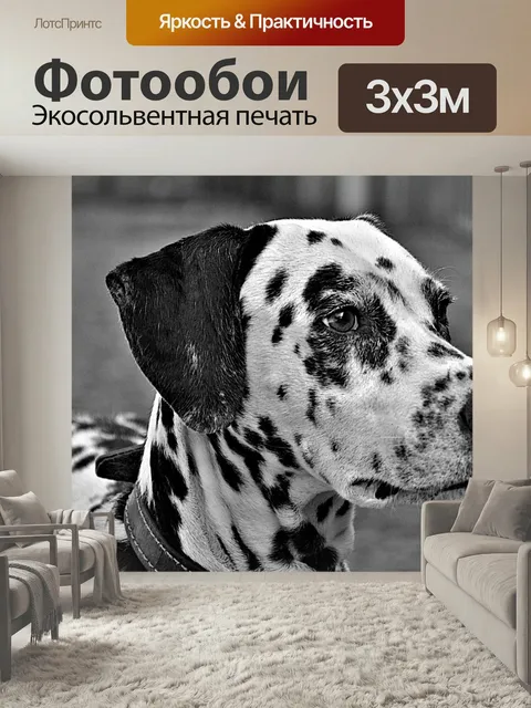 Фотообои Собаки, животные, далматин