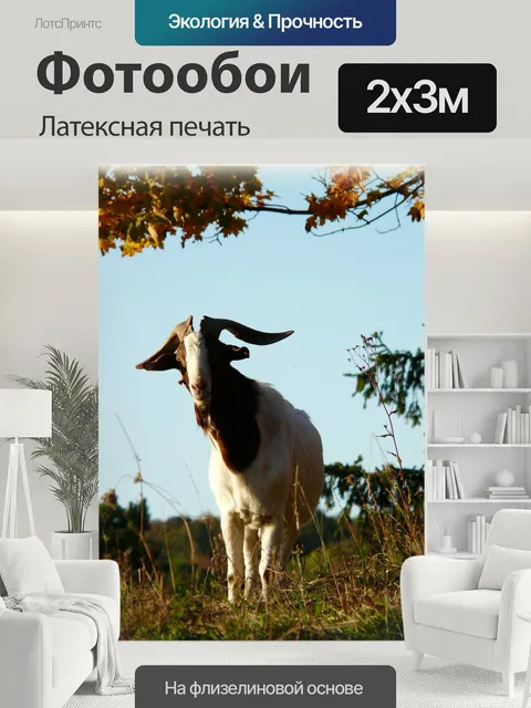 200 × 300 см · Латексная печать