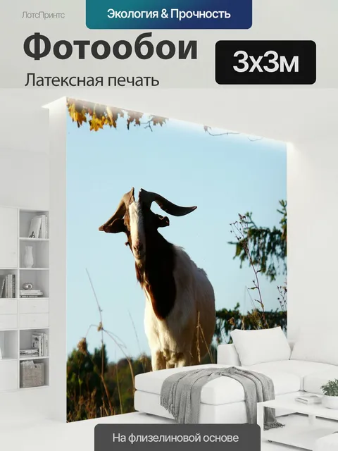 300 × 300 см · Латексная печать
