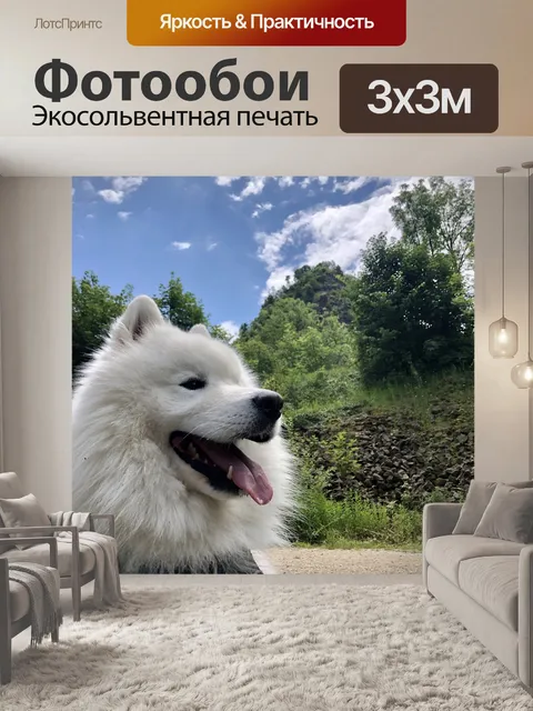 Фотообои Бирка собака, самоедская, самоед