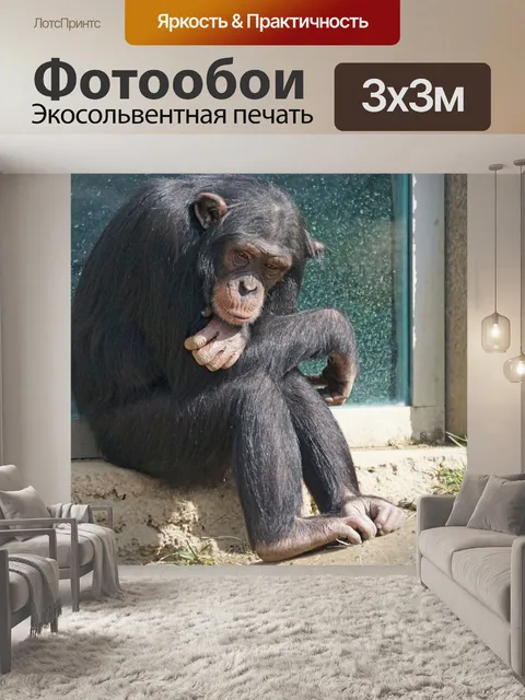 Фотообои Шимпанзе, примат, обезьяна