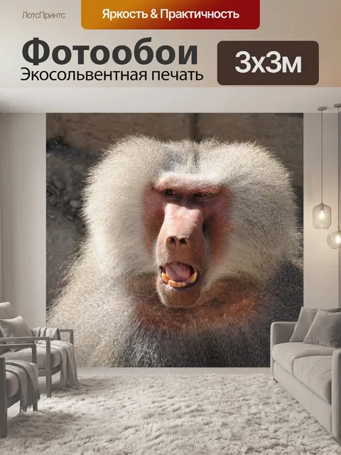 Фотообои Зоопарк, обезьяны, бабуины
