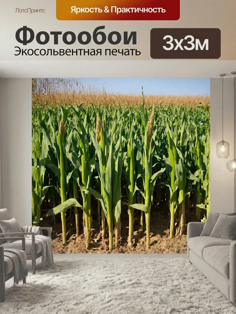 Фотообои Кукурузное поле с початками, готовыми к сбору