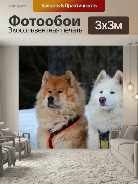 Фотообои Евразиец, самоедская, собака