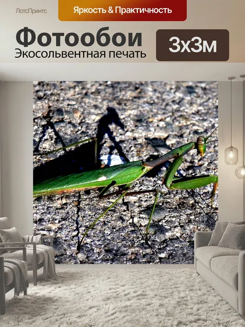 Фотообои Богомол, насекомое, животное