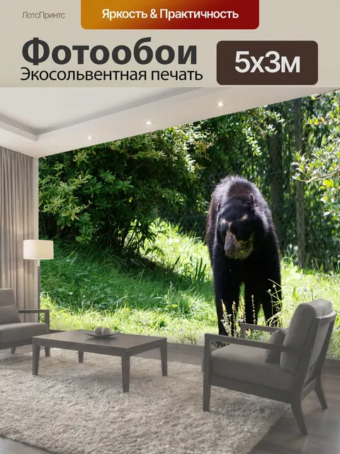 Фотообои Медведь в лесу Очковый