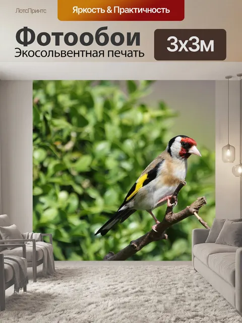 Фотообои Птица, щегол, природа