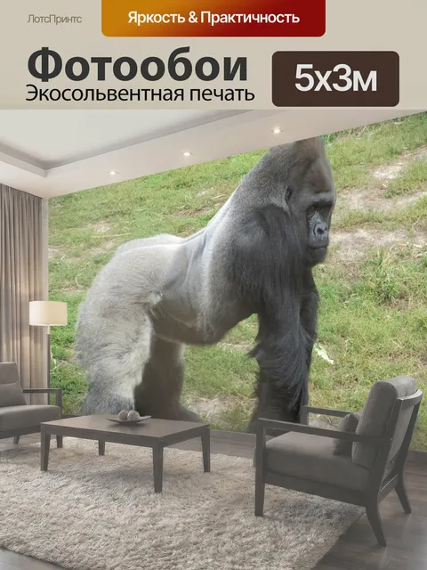 Фотообои Сильвербэк Gorilla позирует Горилла создает в нем корпус в зоопарке