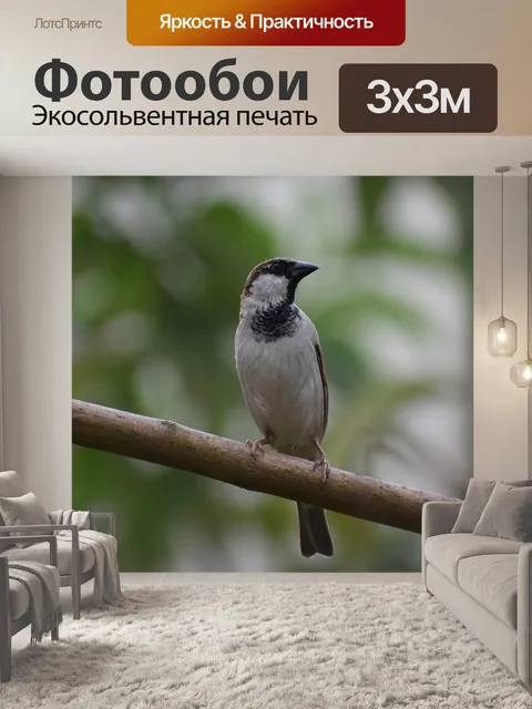 Фотообои Воробей птица, мужчина воробей, воробей