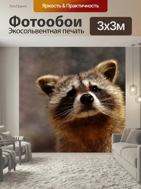 Фотообои Енот, дикое животное, пушистый