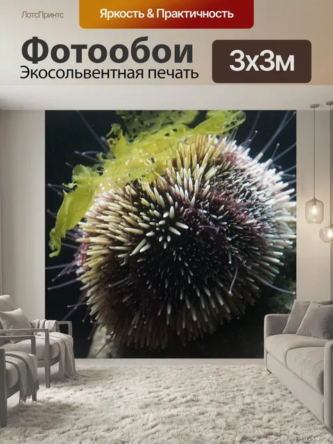 Фотообои Морской ёж, морской ежик, океан