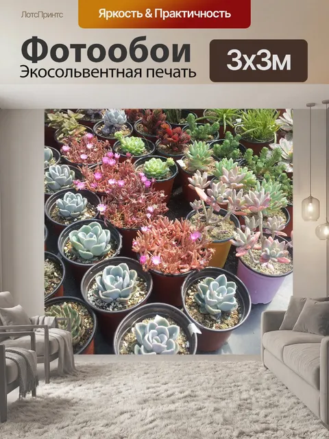 Фотообои Суккуленты, мясистый