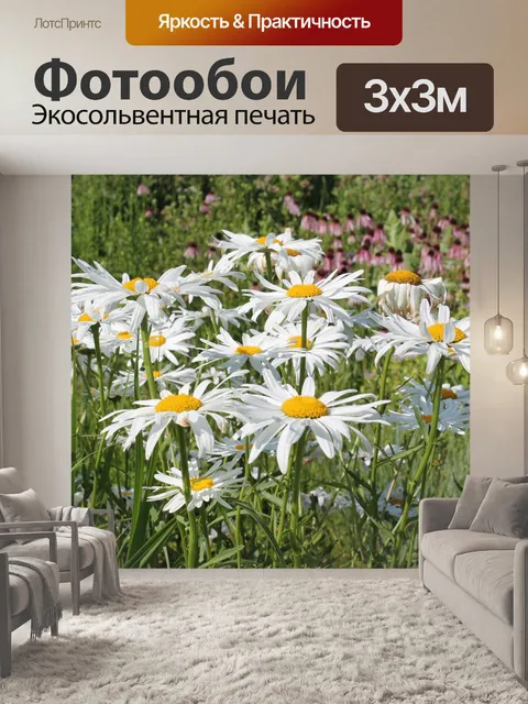 Фотообои Полевой цветок, ромашки, белый