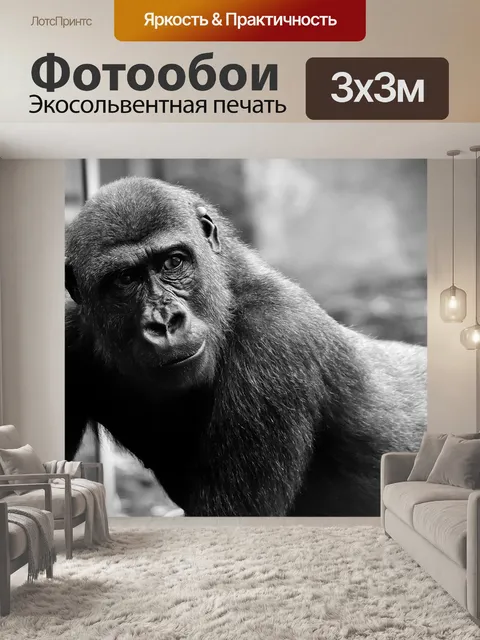 Фотообои Горилла, посмотреть, опасный