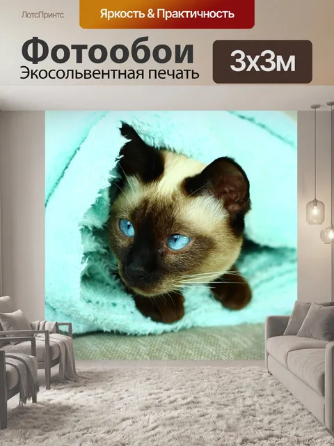 Фотообои Сиамская кошка, кошка, бирюзовый
