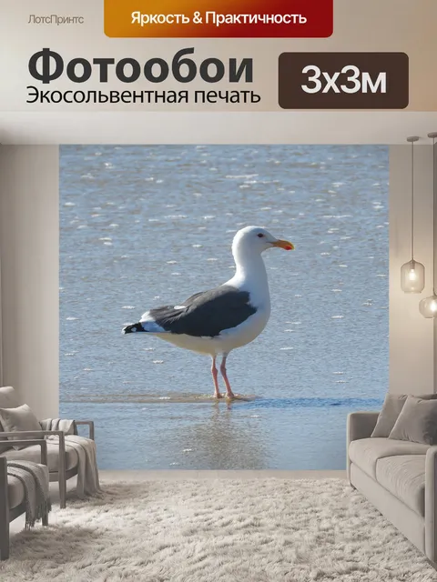 Фотообои Чайка, океан, птица