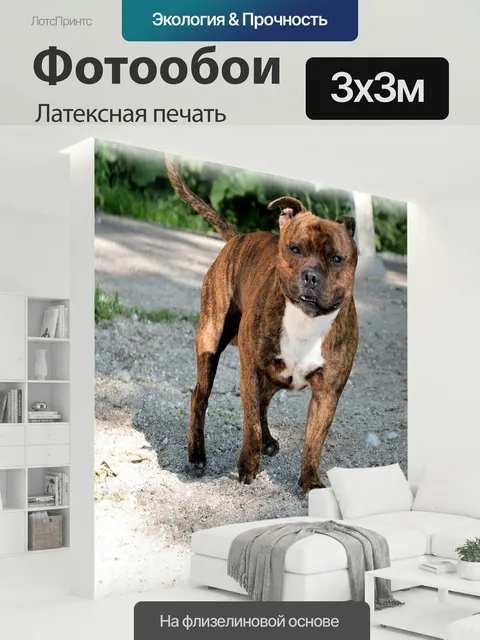 300 × 300 см · Латексная печать