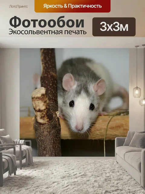 Фотообои Животное, крыса, грызун