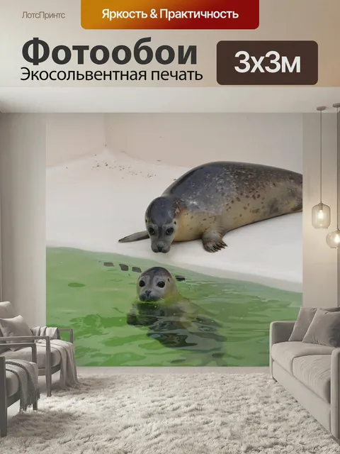 Фотообои Тюлень, животное, вода