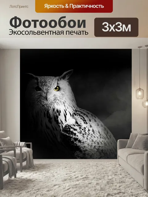 Фотообои Сова, сова, изолированные