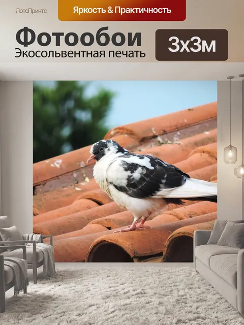 Фотообои Голубь, крыша, природа