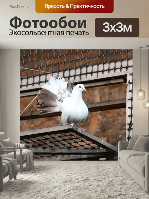 Фотообои Голубь, птица, белый голубь
