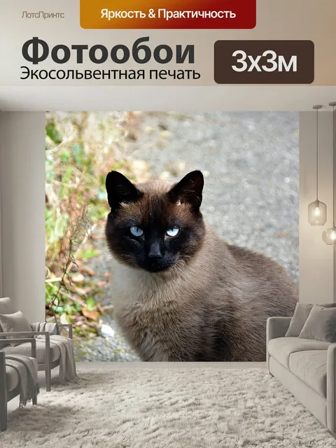 Фотообои Кошка, сиамская кошка, feline