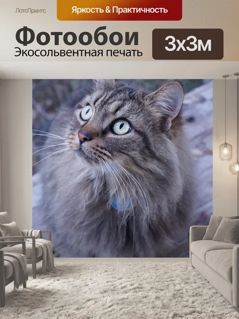 Фотообои Кошка, древесина, животное
