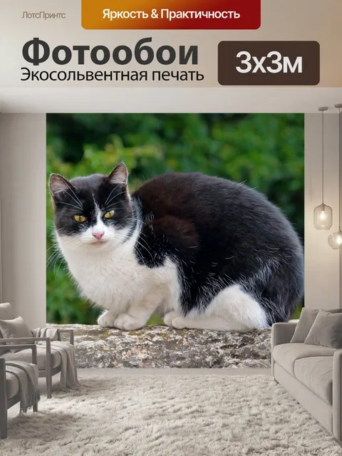 Фотообои Кот, черное и белое, камень