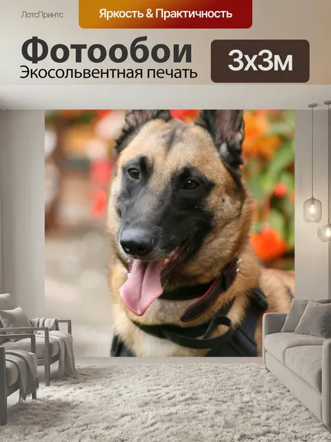 Фотообои Малинуа, собака, бельгийская овчарка