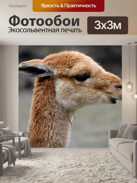 Фотообои Викунья, животное, млекопитающее