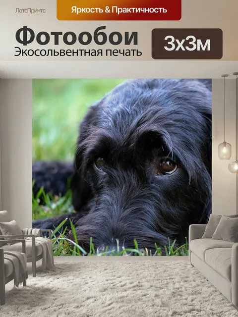 Фотообои Labradoodle, шнауцер, ризеншнауцер