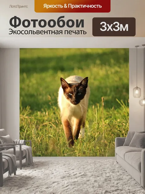 Фотообои Кот, сиамский, кошка породы