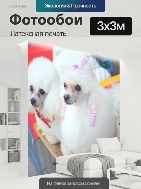 300 × 300 см · Латексная печать