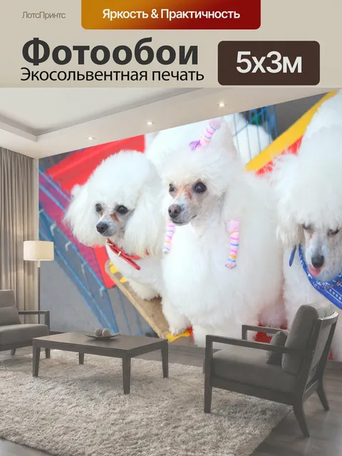 Фотообои Три пудели три пуделя игрушки Той-пудель миниатюрный собака собаки породы животные