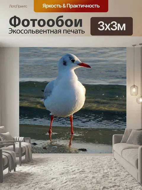 Фотообои Черноголовая чайка, чайка, закрывать
