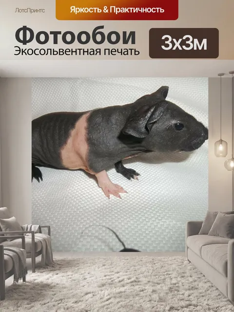 Фотообои Морская свинка, май, белая лапа