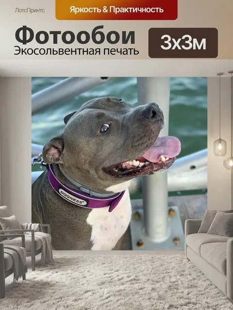 Фотообои Собака, стаффорд, питбуль