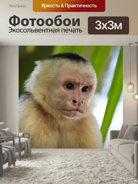 Фотообои Обезьяна, приматов, обезьяна капуцин